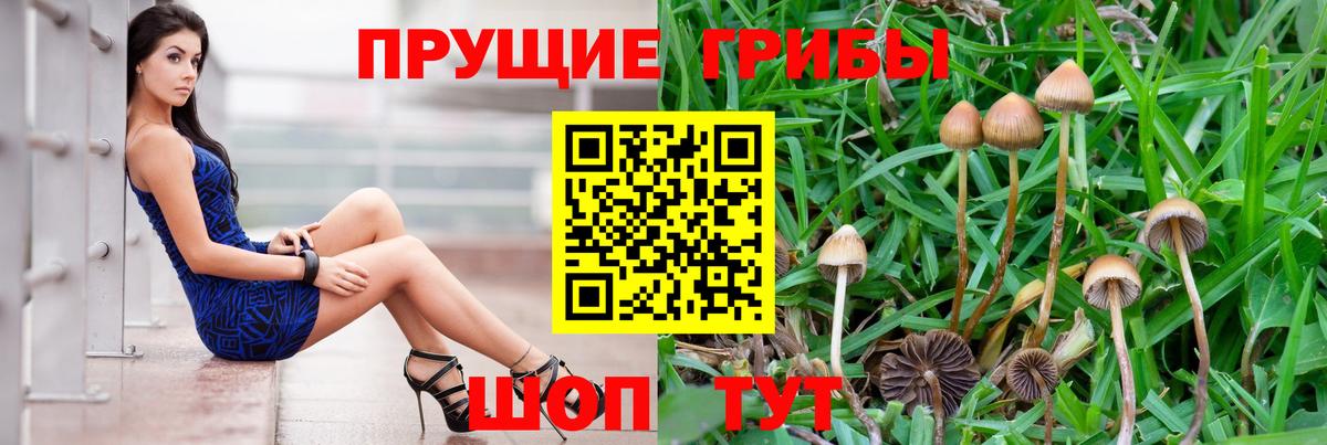 Галлюциногенные грибы Psilocybe Тара